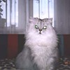 Аватара пользователя